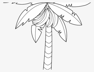 Drawn Palm Tree Banana Tree - Coloring Book
