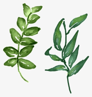 Hand Painted Green Leaf Png Beautiful