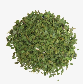 Coriander [cilantro] - Grass