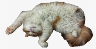 Png Library Cat Funny Nicecat Cute Cuteanimals Cutecat - Cat Yawns
