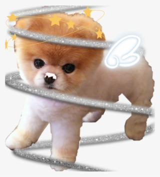 Jiffpom Sticker - Pomeranian