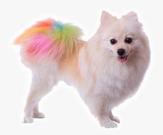 Colorful Pomeranian