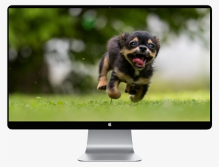 Dünyanın En Sadık Köpekleri