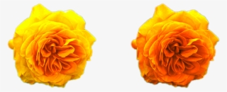 Yellow Roses Golden Png Png Nature Flowers Free Download - Garden Roses