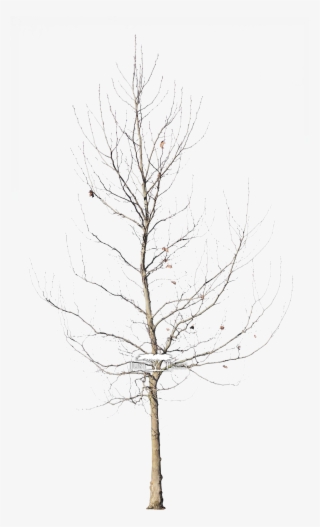 Platanus Acerifolius - London Plane Tree Winter
