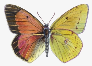 Original Drawing For A Plate In 'a Field Guide To The - Lycaenid