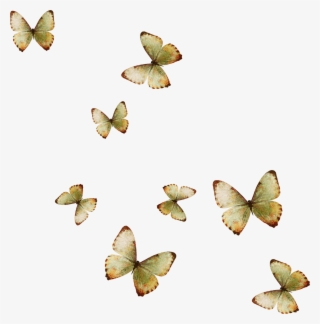 Yellow Butterfly Wallpaper - Muchas Mariposas Png