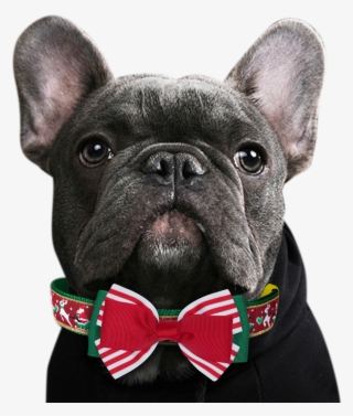 Clip Library Stock Bowtie Transparent Dog - French Bulldog