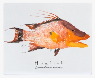 Realfish Gyotaku Hogfish 12x15 White Cutting Board - Rock Cod