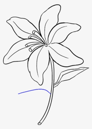678 x 600 4 - draw a lily easy