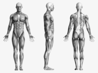 Human Muscles - Lumbo Pelvic Hip Distortion