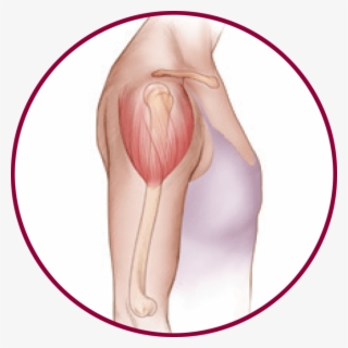 Your Upper Arm - Illustration