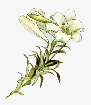 Picture - Easter Lily Free Clipart