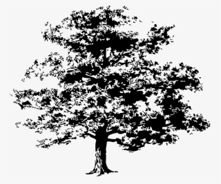 Source - - Oak Tree