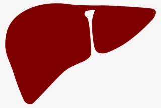 Open - Liver Png
