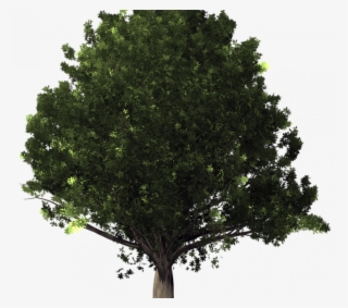 Oak Tree Pictures Free Oak Tree Free Image On Pixabay - White Oak Tree Transparent Background