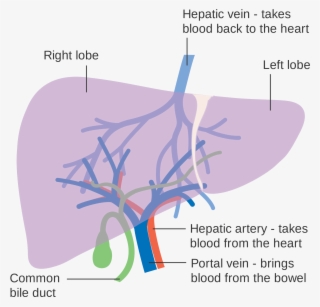Diagram Showing The Two Lobes Of The Liver And Its - Blood Supply To Liver