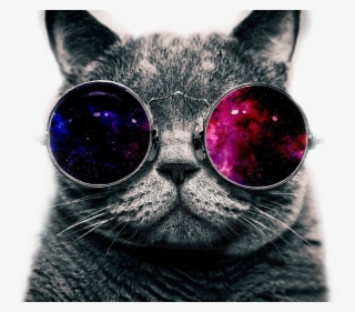 Mlg Glasses Png Download Transparent Mlg Glasses Png Images For Free Nicepng - mlg cat roblox