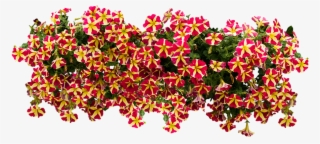 Balcony Flowers - American Flowers Image Png
