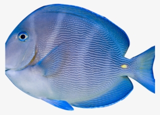 Tropical Fish Clipart Objects - Acanthurus Coeruleus