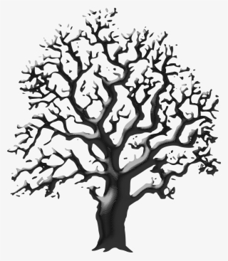 Big Image - Tree Drawing Black And White