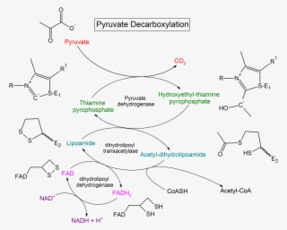 Pyruvate Decarboxylation Steps - Pyruvate Decarboxylase Complex