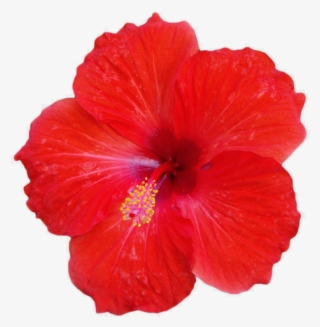 650 X 489 8 - Red Hibiscus Flower Png
