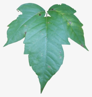 compound - maple leaf