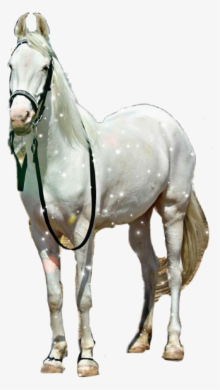 Stallion