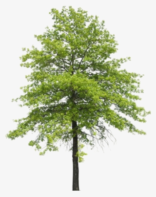 Plant Shrub Transpiration Nature Tree Arboles Clipart - Arbol Png Sin Fondo