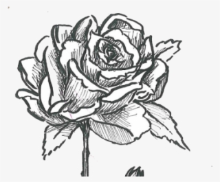 Rose Bush - Garden Roses