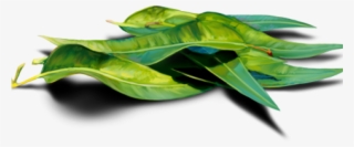 Eucalyptus Clipart Transparent - Herbaceous Plant