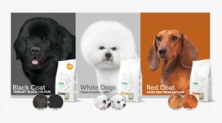 The New Superior Care Standard For White Dogs, Red - Companion Dog