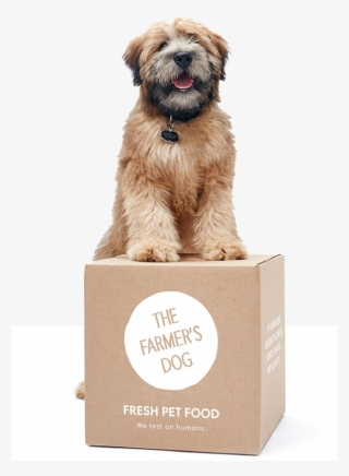 Farmers Dog Sitting On Package - Subscription Petfood