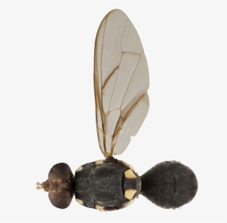 Fruit Fly Bactrocera Obliqua - Insect