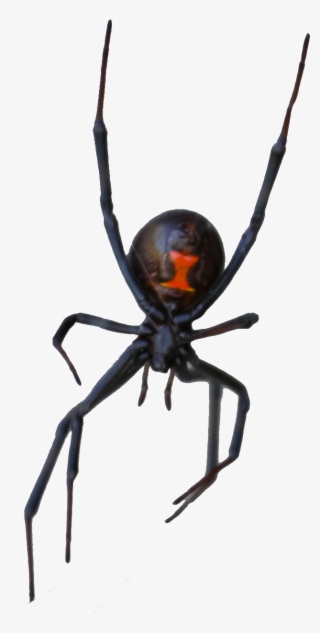 Hobo Spider Exterminators And Pest Control In Las Vegas - Black Widow