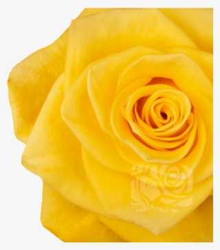 Yellow Roses - Garden Roses