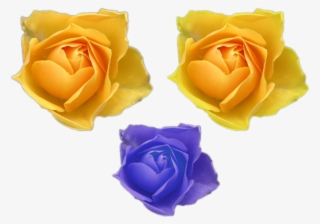Blue Golden Yellow Color Flower Roses Png Files For - Garden Roses