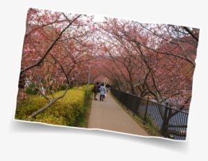 Kawazukawazu Riverbank - Cherry Blossom