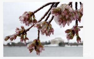 Half Of Washington's Cherry Blossoms Dead After Cold - Washington, D.c.