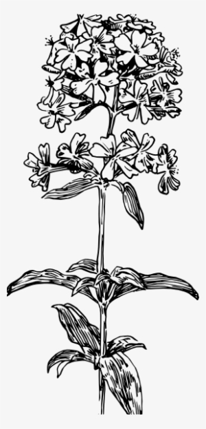Hydrangea Flower Svg Clip Arts 288 X 599 Px