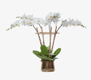 Multiple Orchid Planter - Orchid In Planter Png