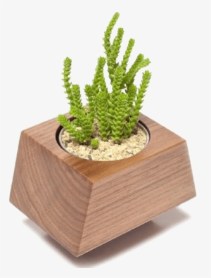 Buy Gourmet Box Car Planter Care Packages From Revolution - Cachepot