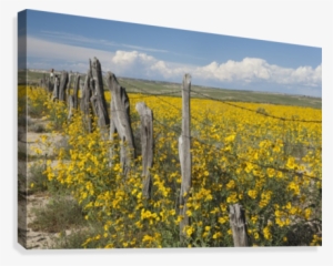 wildflowers surround rustic barb wire fence in the - wildflowers surround rustic barb wire fence ponton