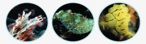 Image - Circle