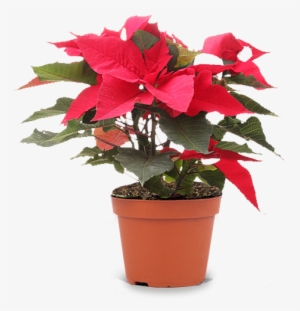 Seasonal Plants - Flowerpot