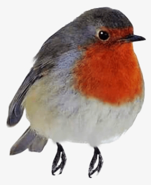 Robin Red Breast Png