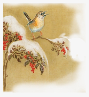 Carolina Wren