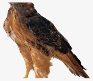 Hawk Clipart Kite Bird - Golden Eagle Transparent Background