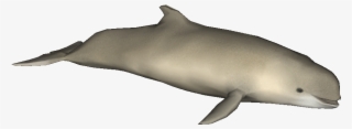 creator - platypus - harbour porpoise